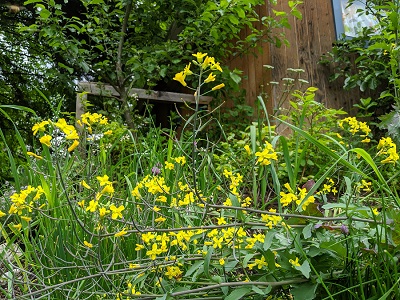 Grow Big in Small Spaces Using Permaculture Principles
